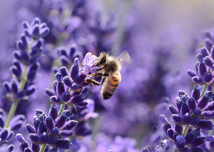 Razões pelas quais é importante alimentar as abelhas durante o inverno.
