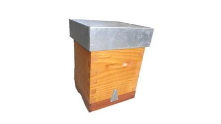 Nucléolo lusitano malhetado